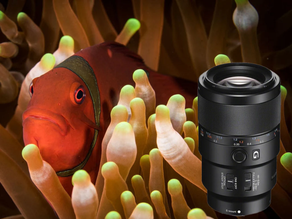 sony-90-mm-macro-cover